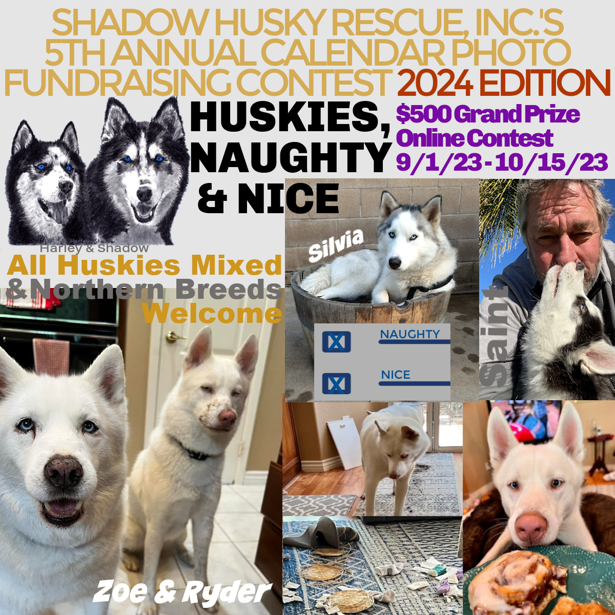 Rescue huskies hot sale